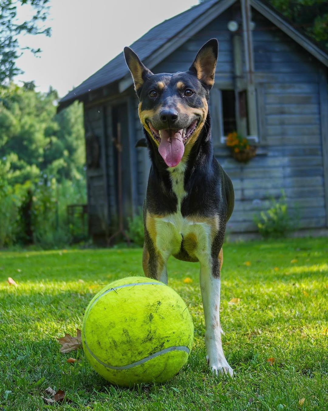dog looking at tennis ball