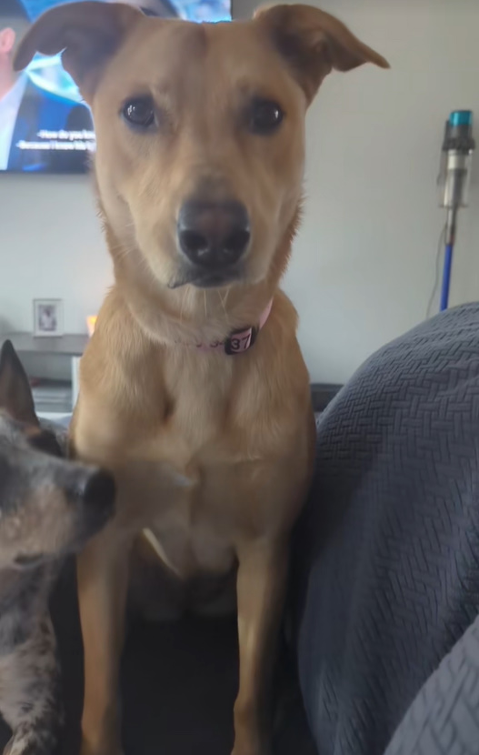 dog looking at the camera