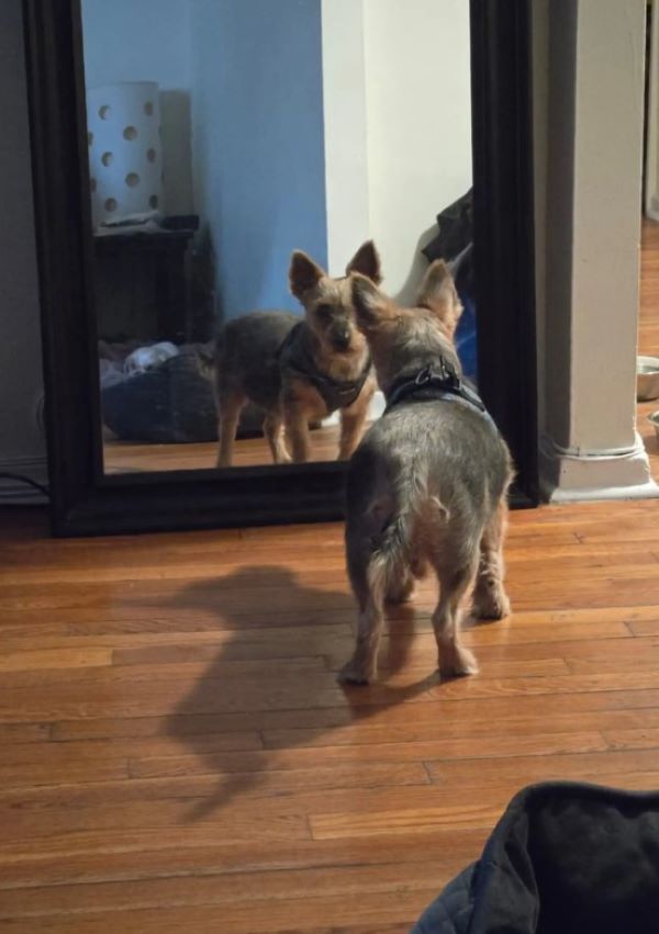 dog looking in mirror