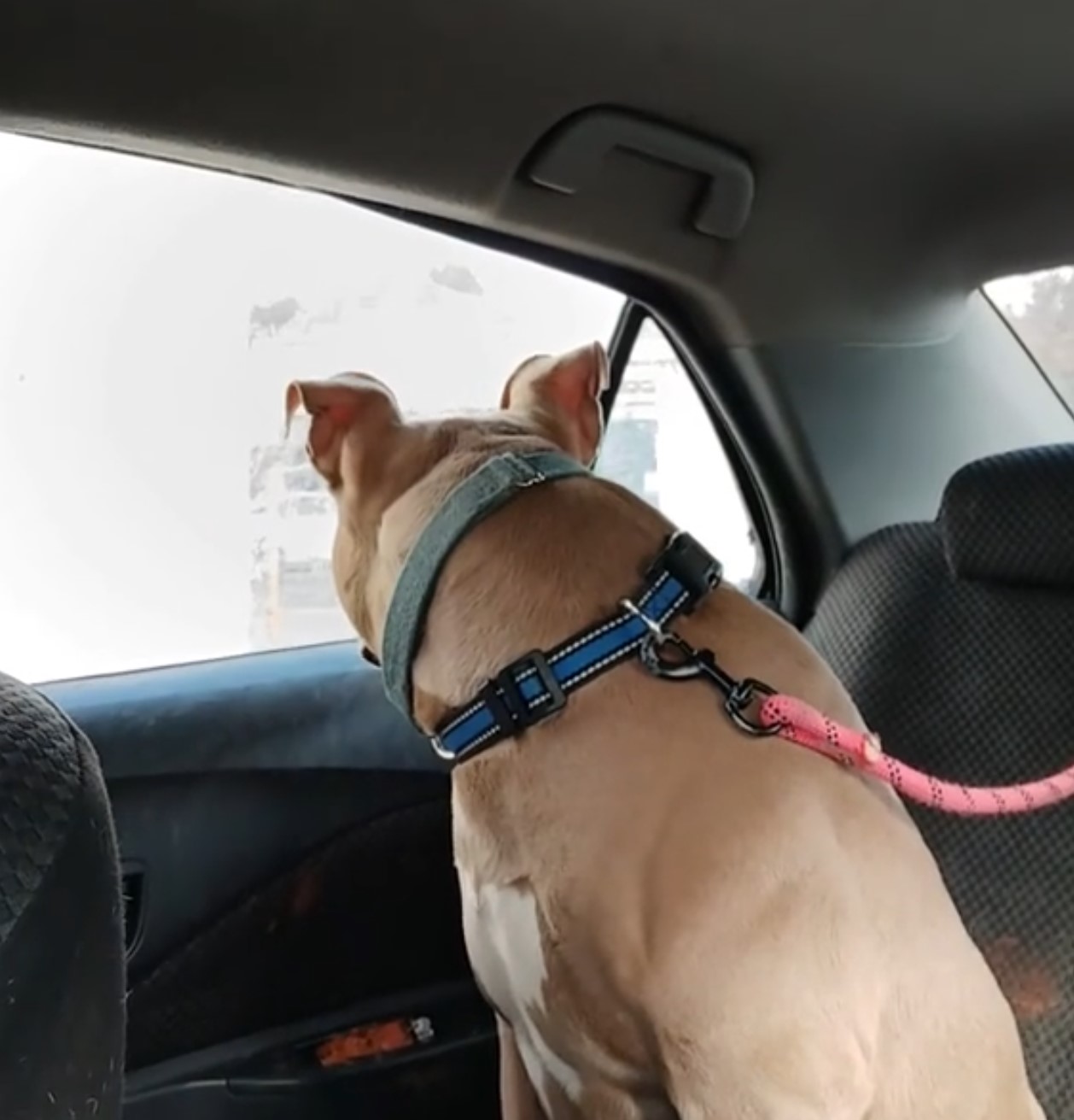 dog looking out the window