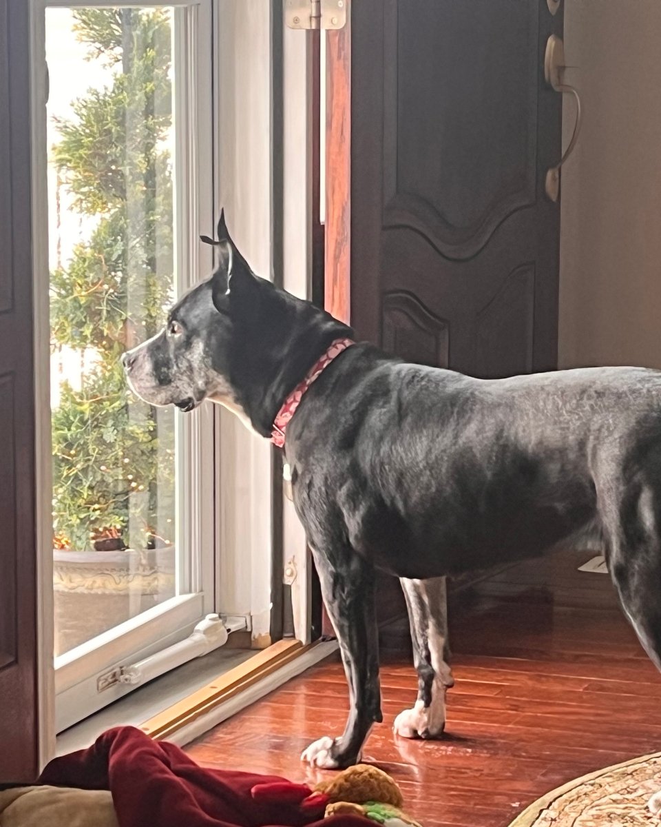 dog looking out the window