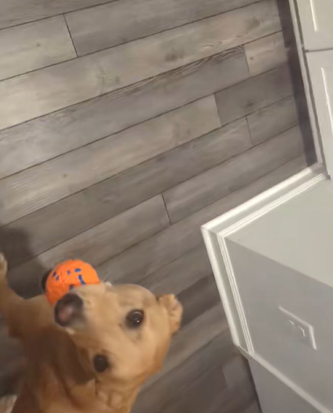 dog looking up