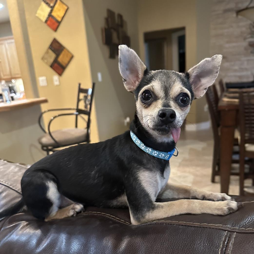 dog lying on couch