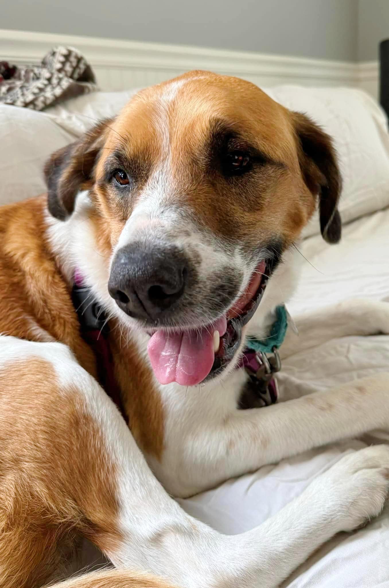 dog lying on couch