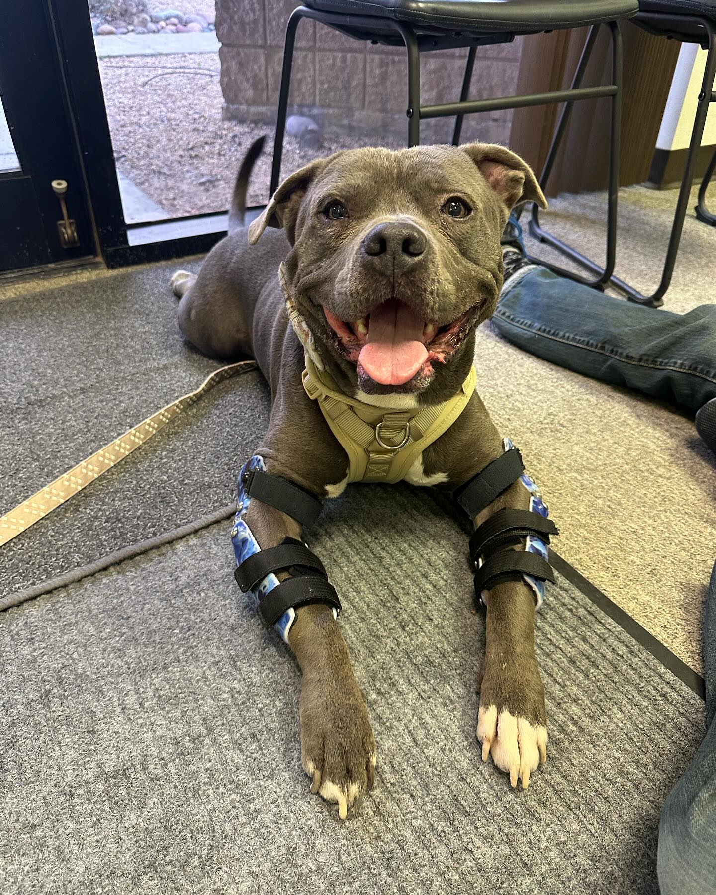 dog lying on the floor