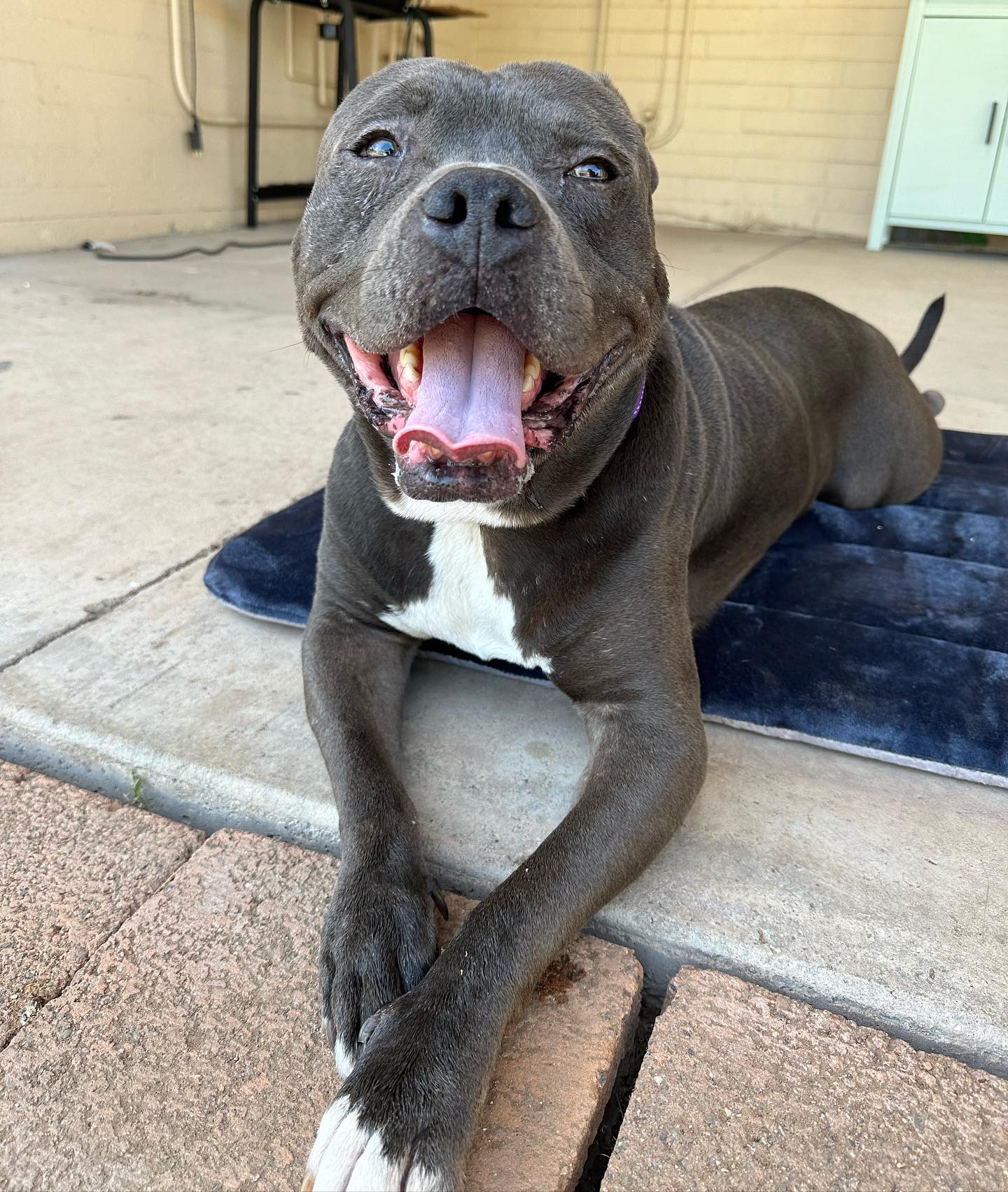 dog lying on the ground