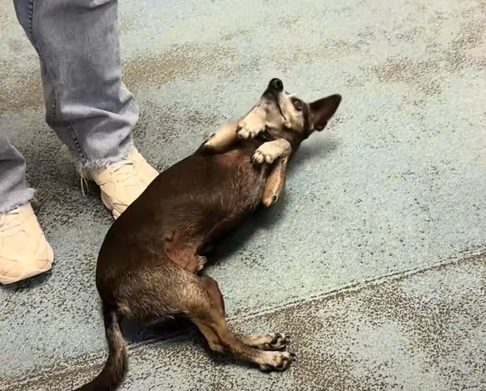 dog lying on the ground