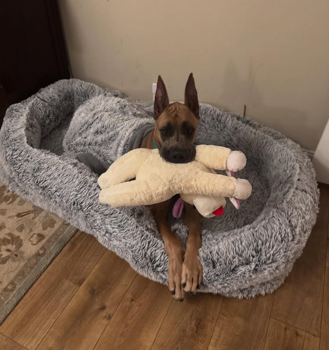 dog lying with a toy