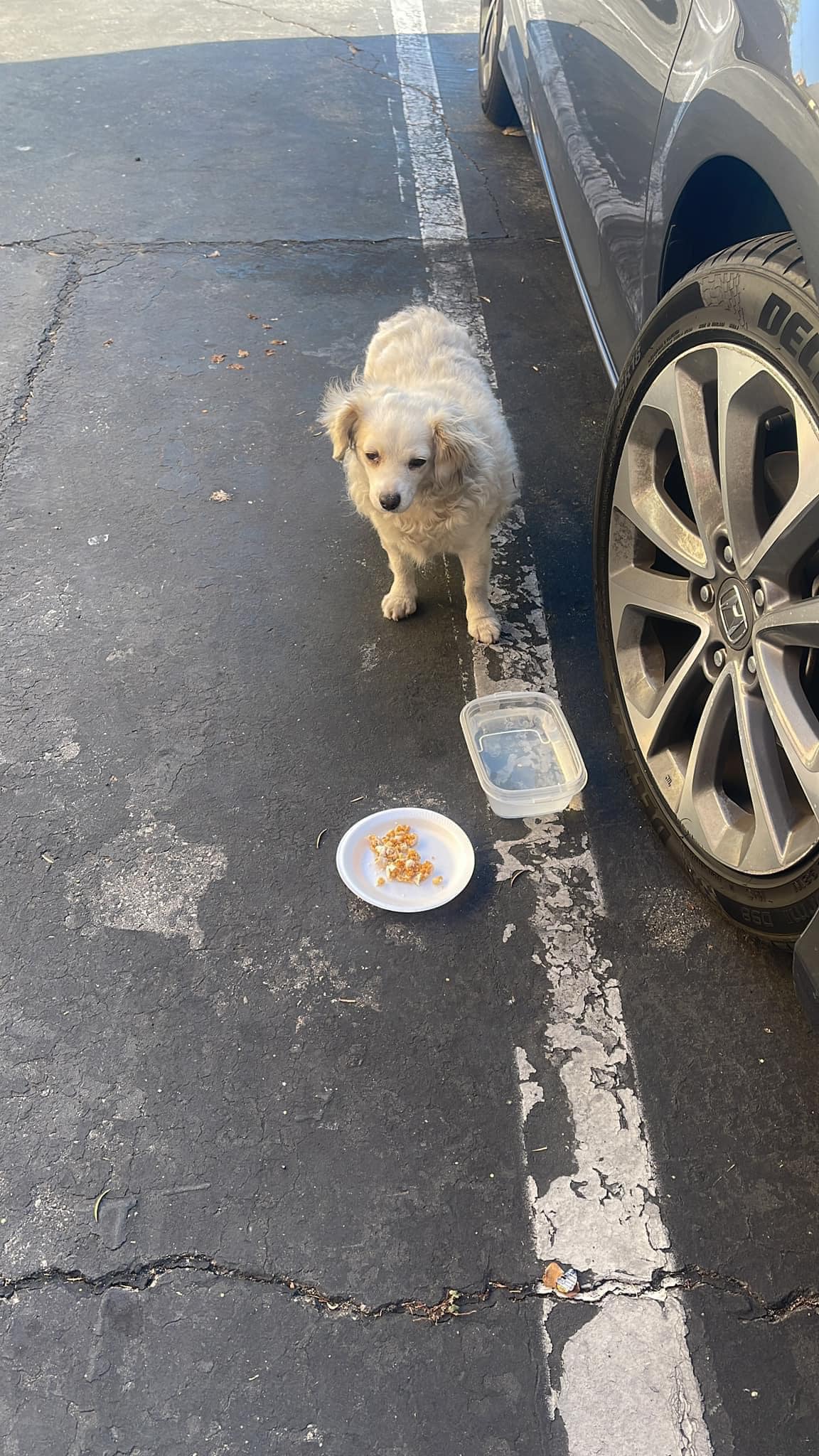 dog next to food and water