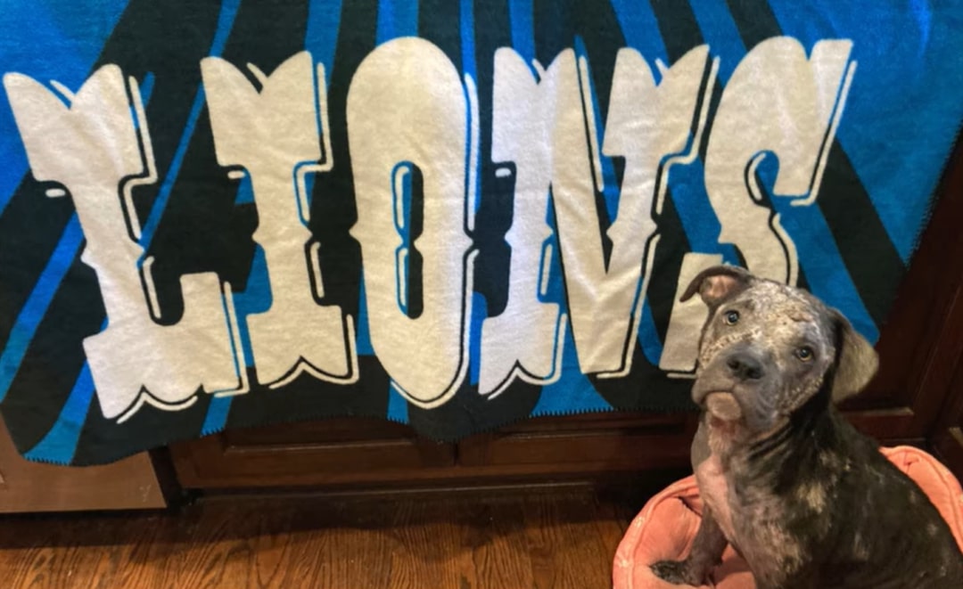 dog next to lions sign