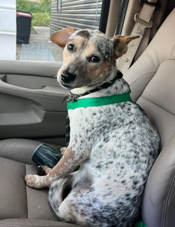 dog on front seat