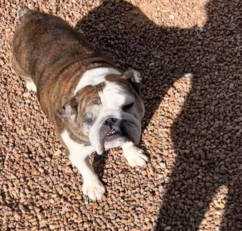 dog on ground