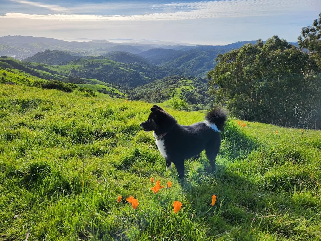 dog on hill