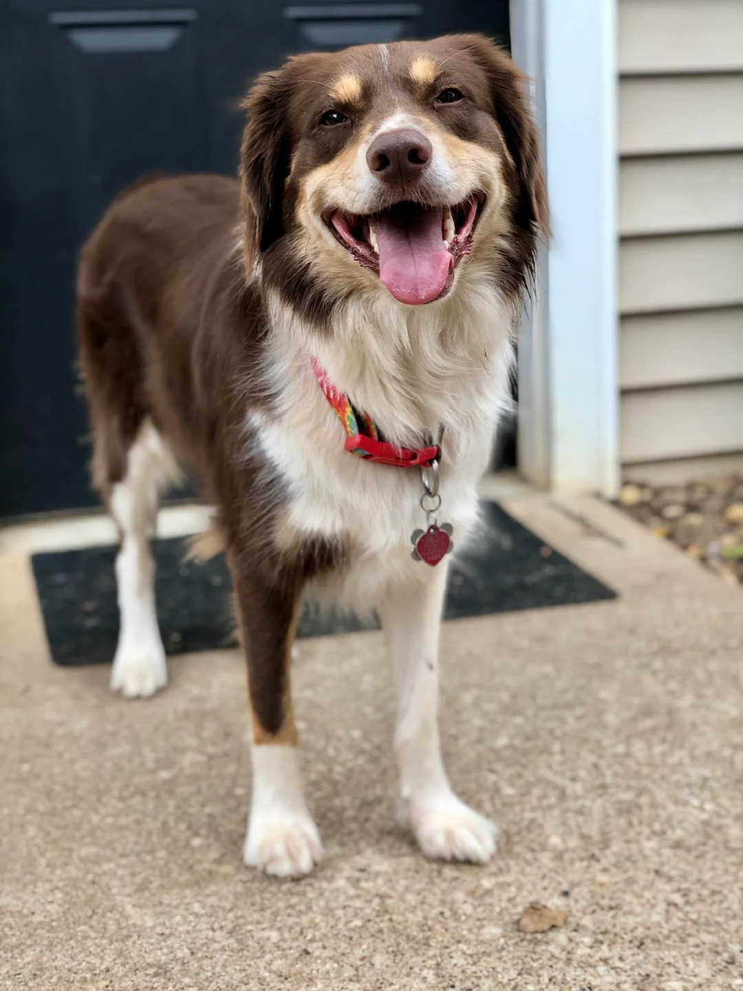 dog on porch