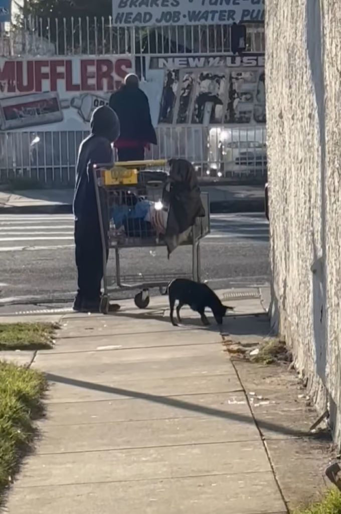 dog on street