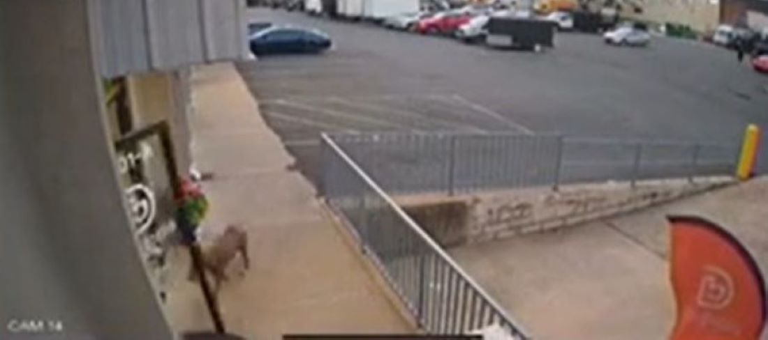 dog on street