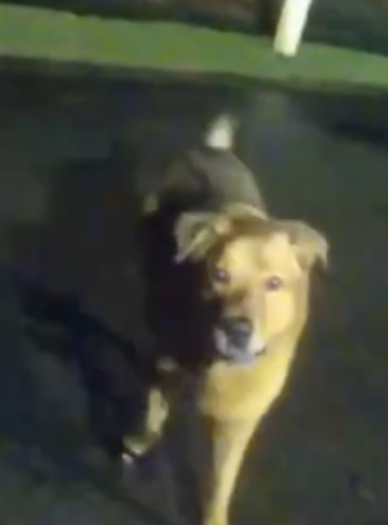 dog on street
