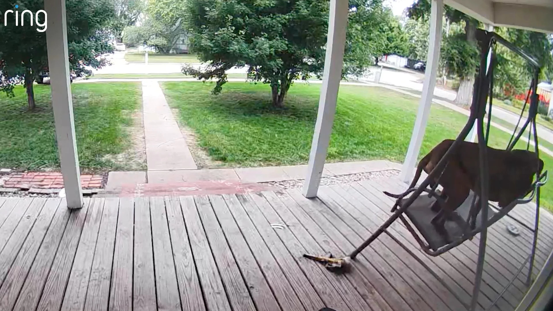 dog on swing
