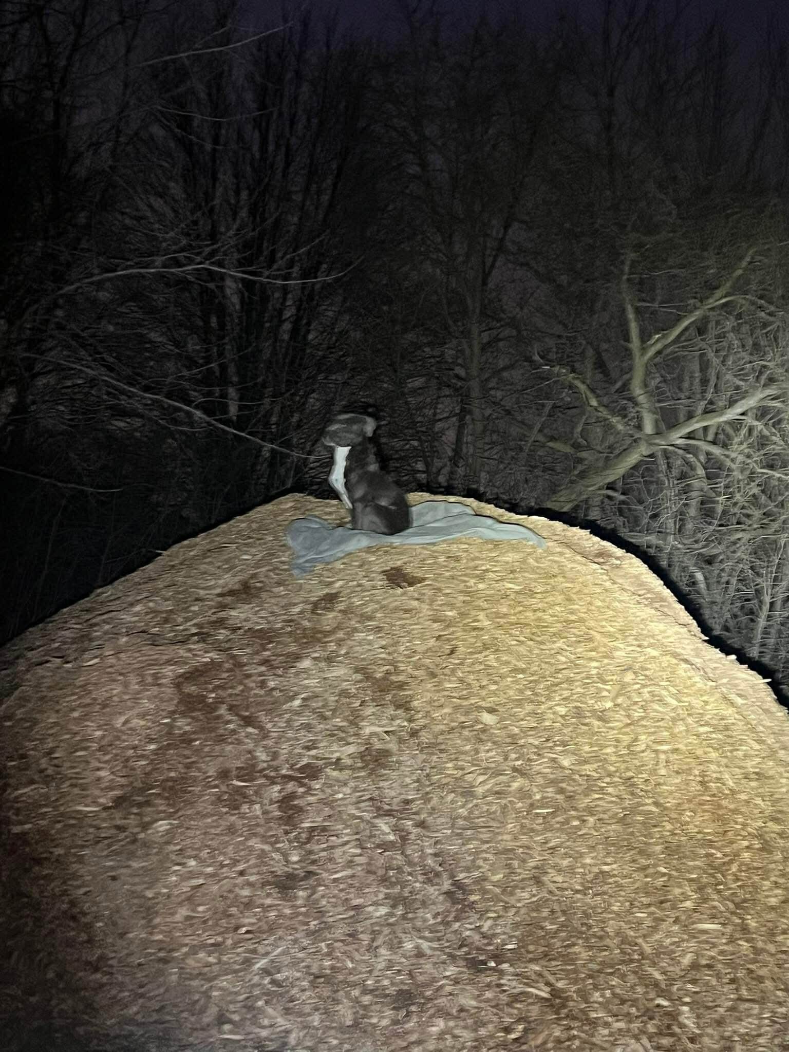 dog outdoors in the dark
