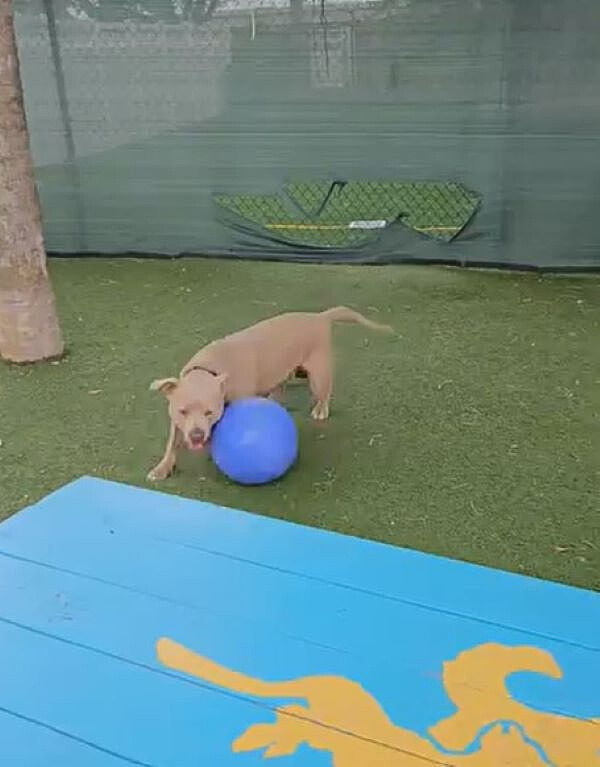 dog playing with ball