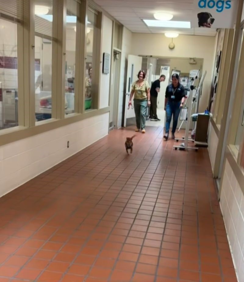 dog running in hall