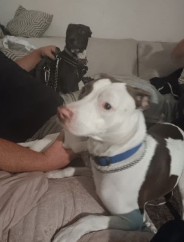 dog sitting in house