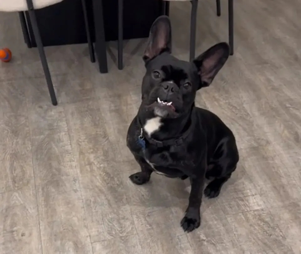 dog sitting indoors
