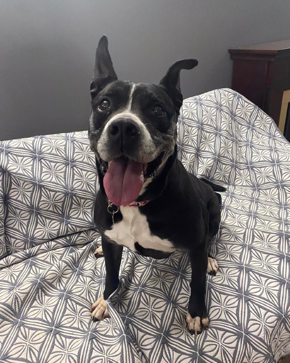 dog sitting on bed