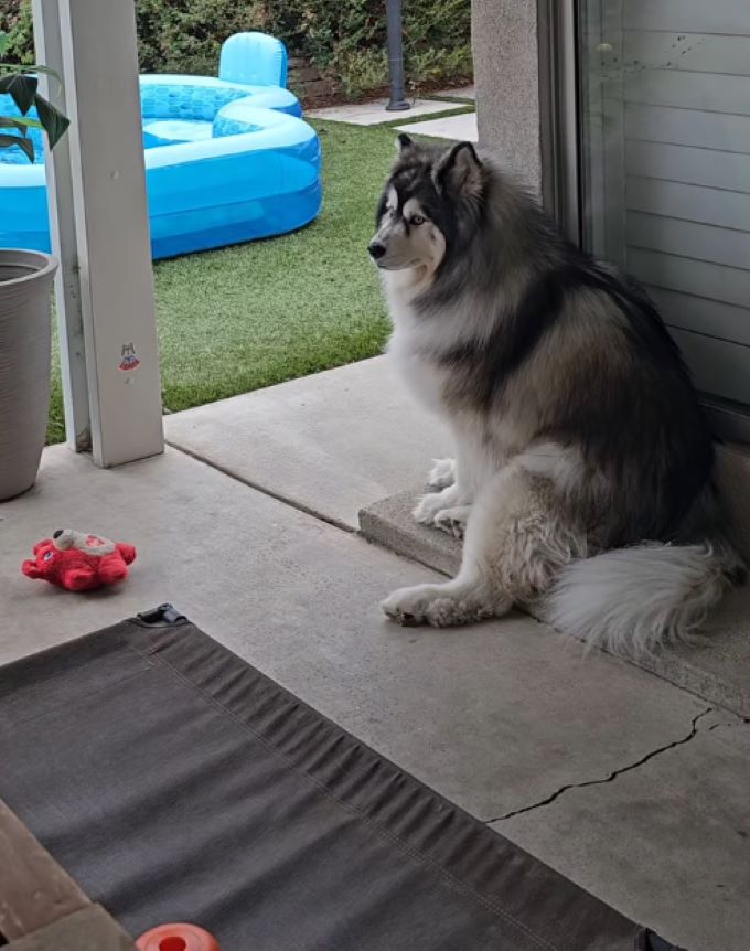 dog sitting on porch