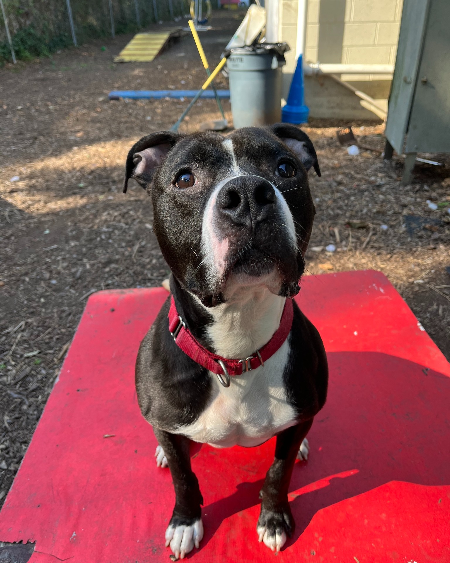 dog sitting on red plastic