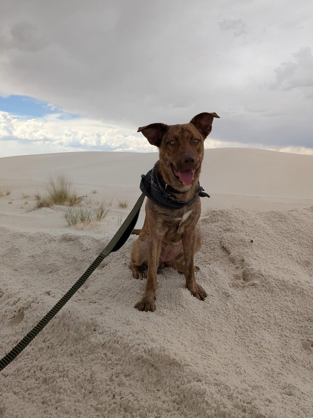 dog sitting on sand