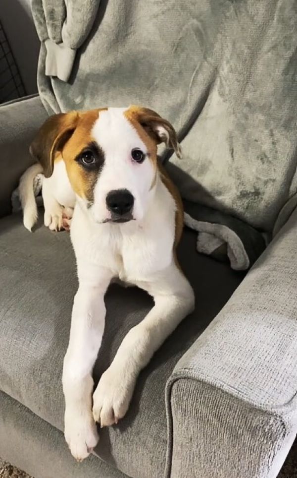 dog sitting on sofa