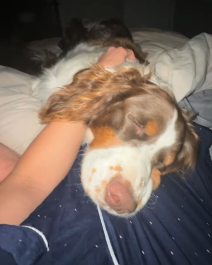 dog sleeping with owners