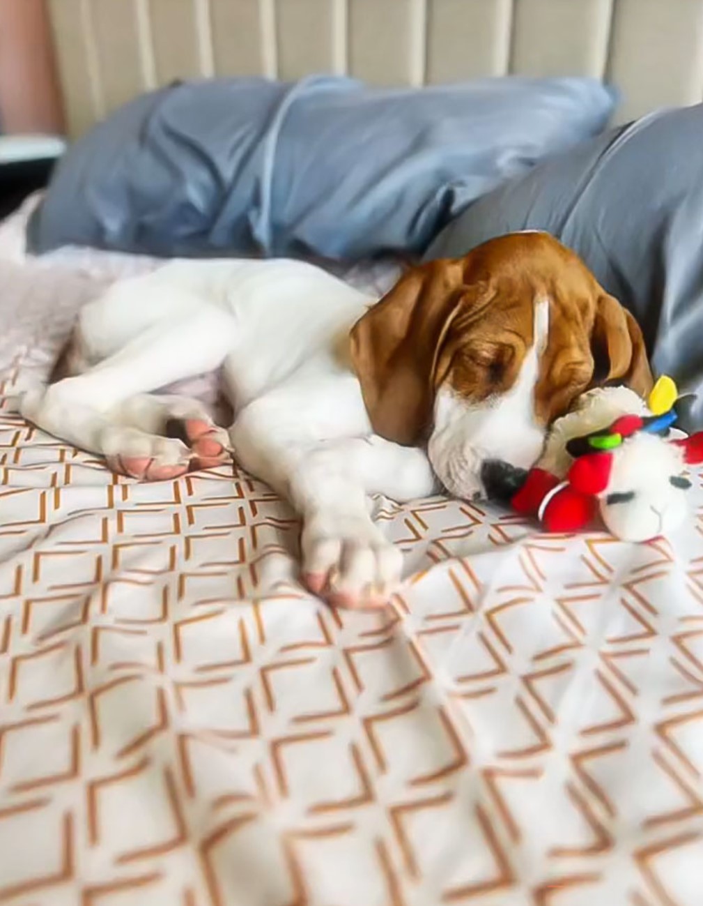 dog sleeping
