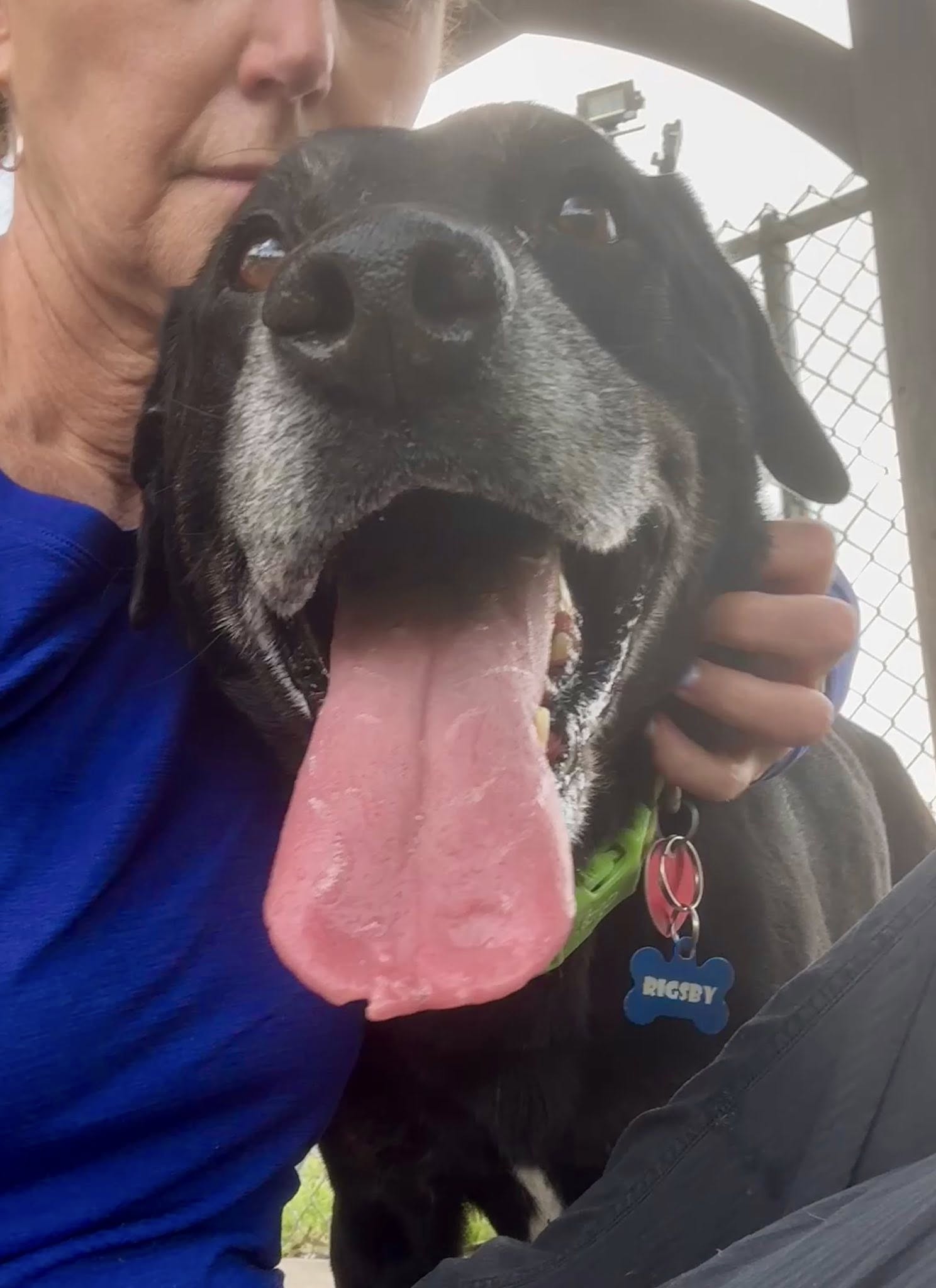 dog sticking its tongue out