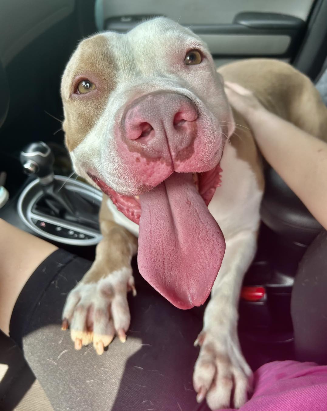 dog sticking its tongue out