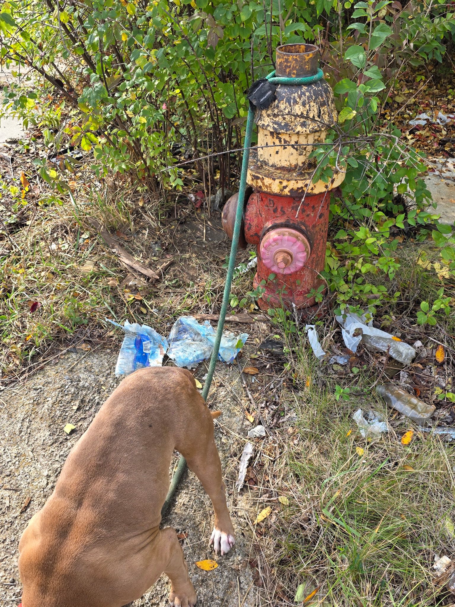 dog tied to a fire hydrant