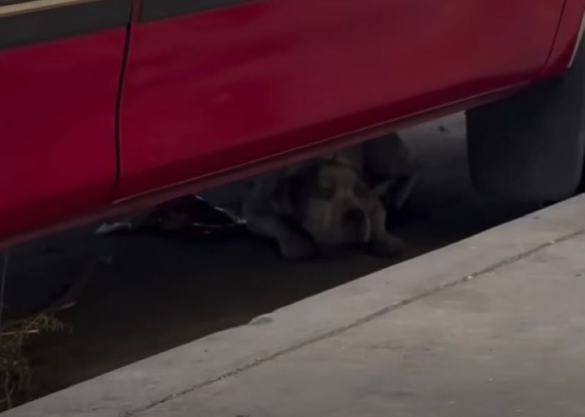 dog under car