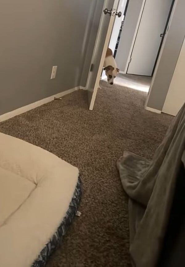 dog walking in house