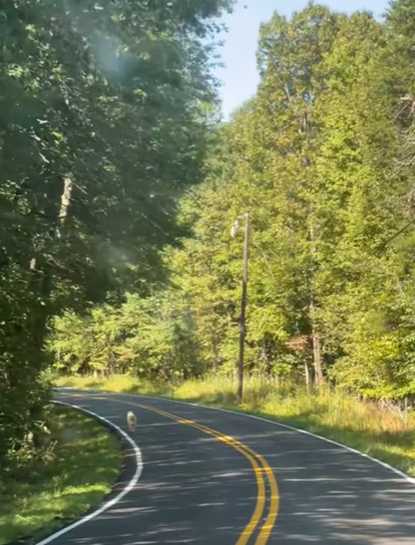 dog walking on road
