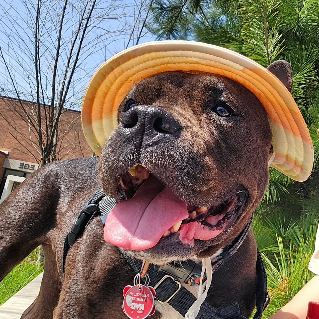 dog wearing a hat