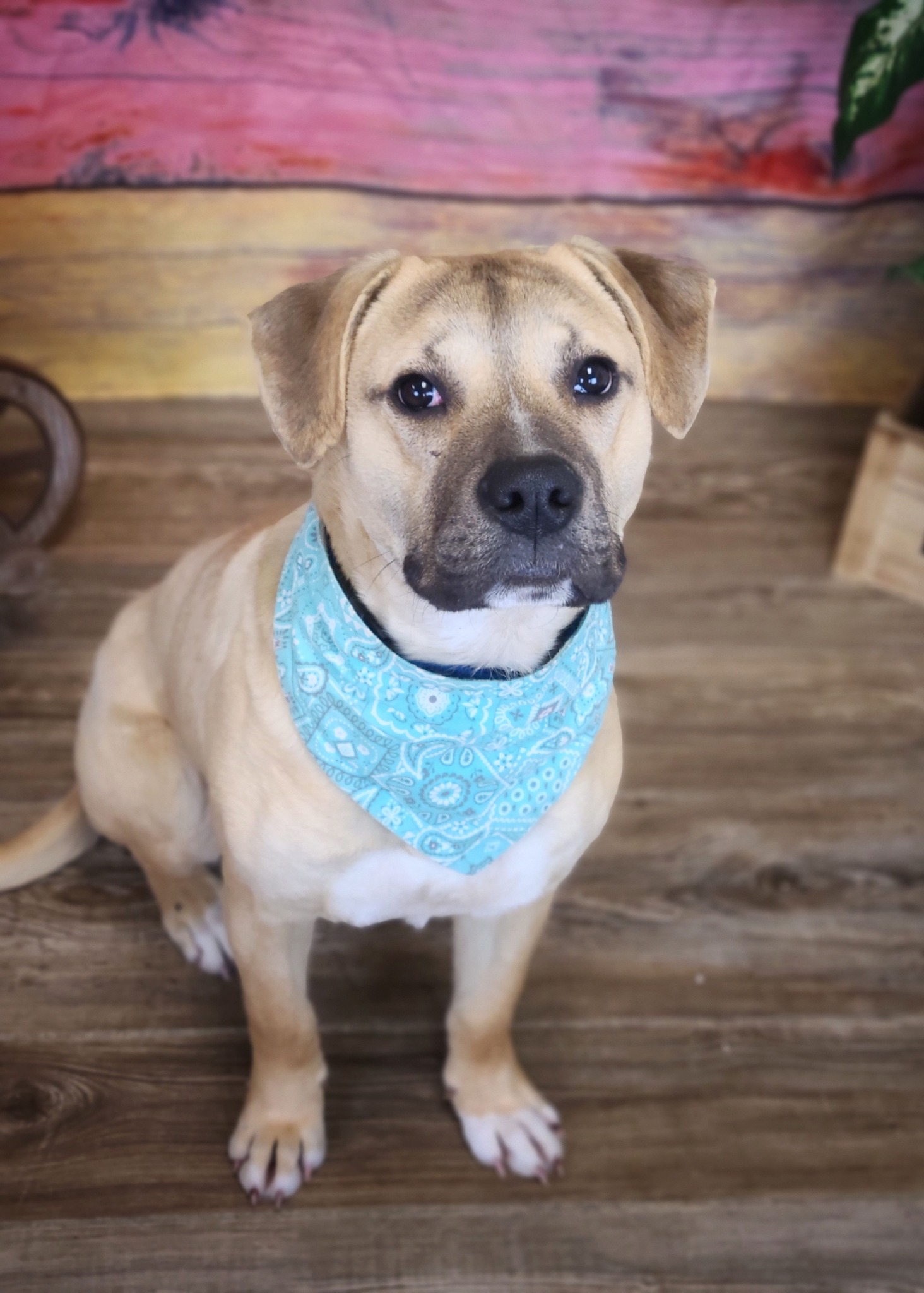 dog wearing blue bandana