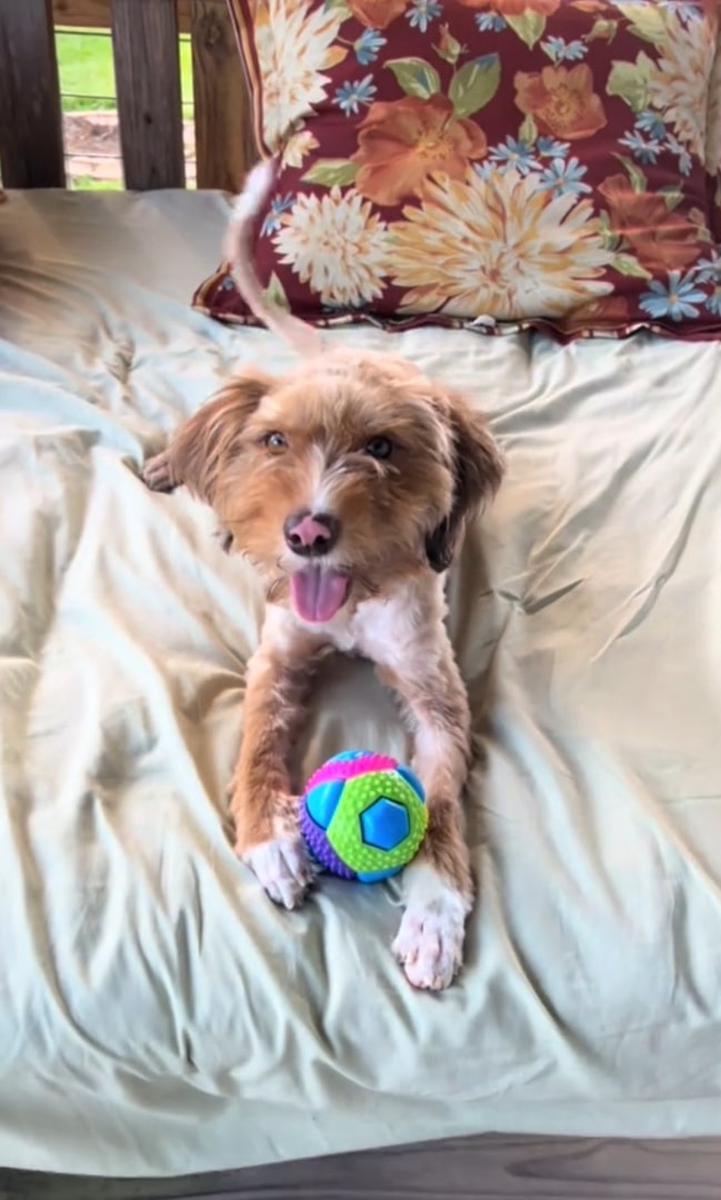 dog with ball laying on bed