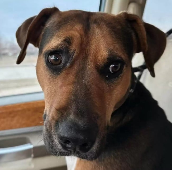 dog with cute eyes