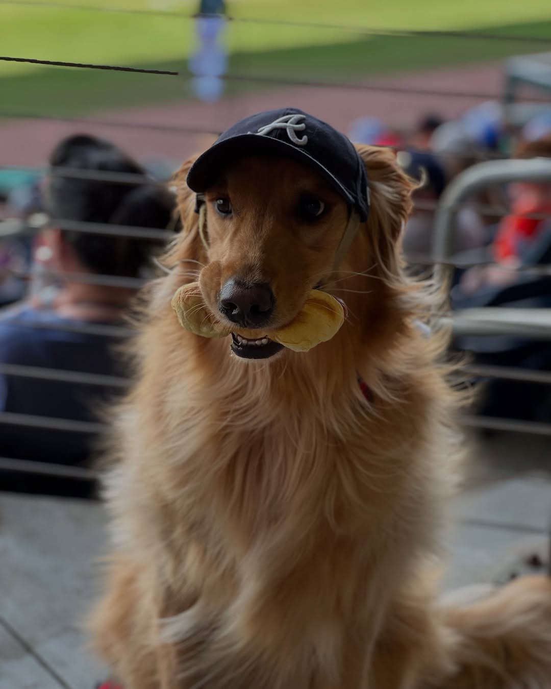dog with hat