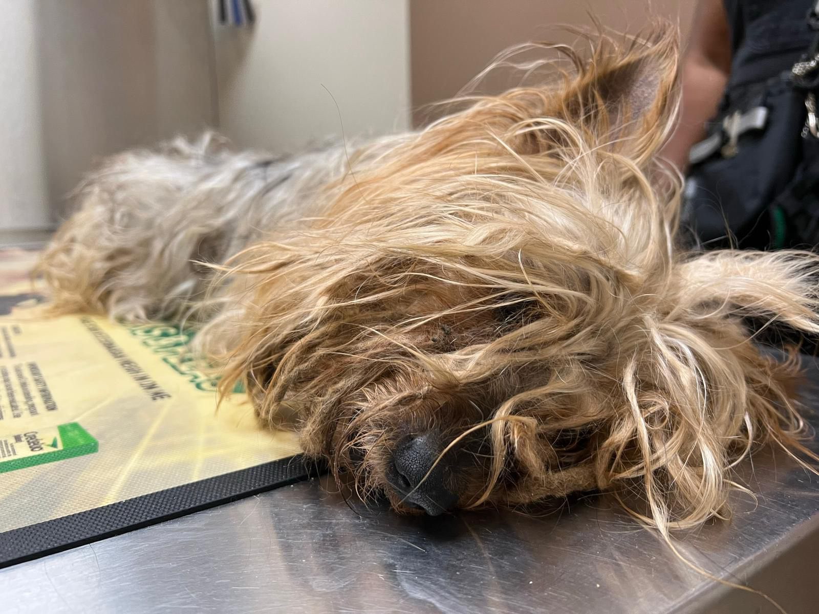dog with long fur