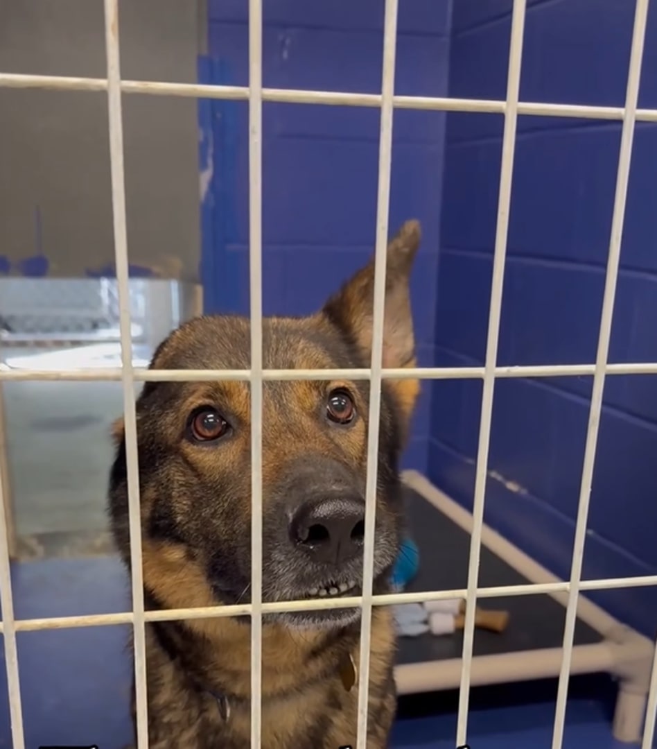 dog with one ear