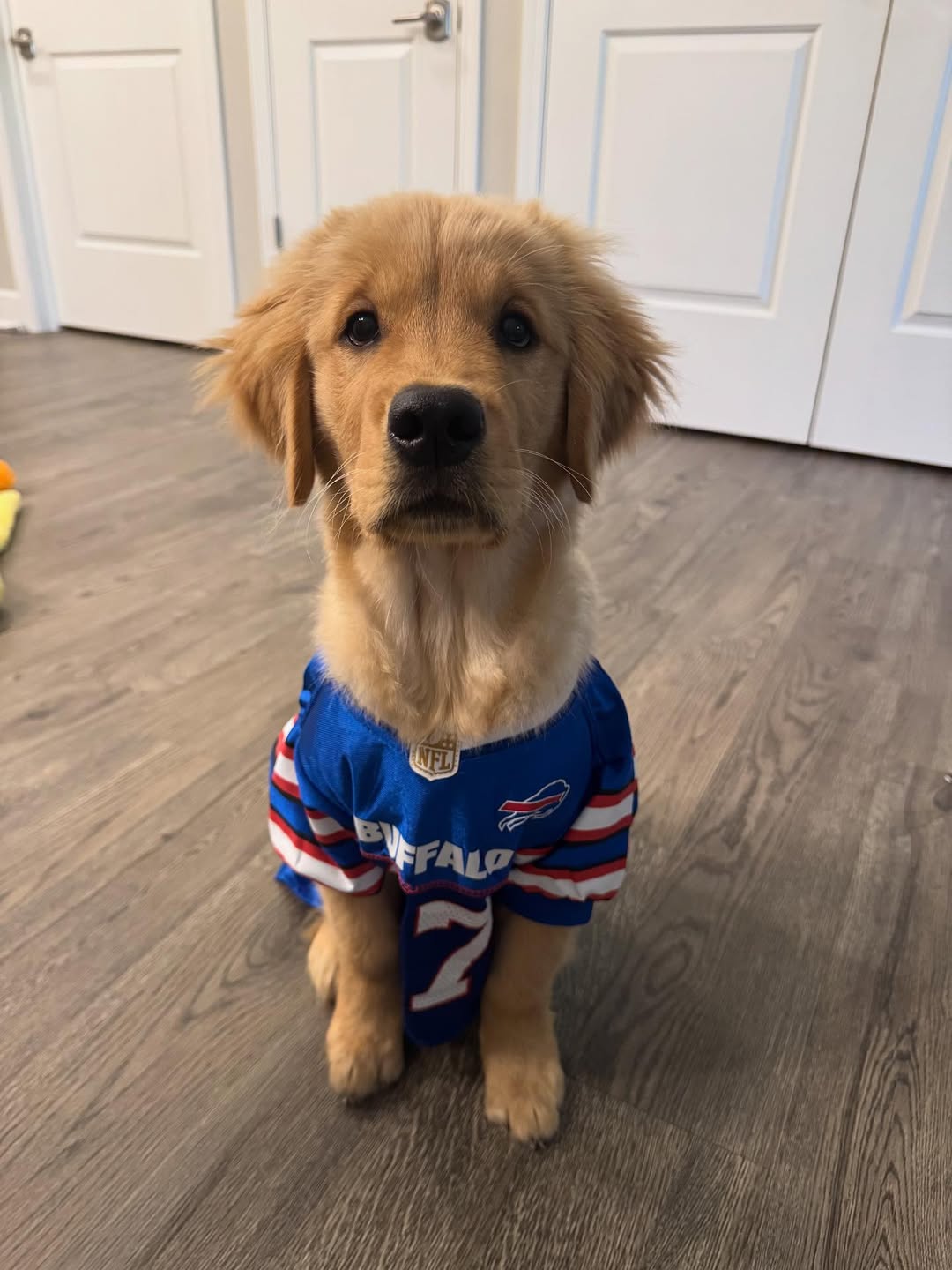 dog with sport dress