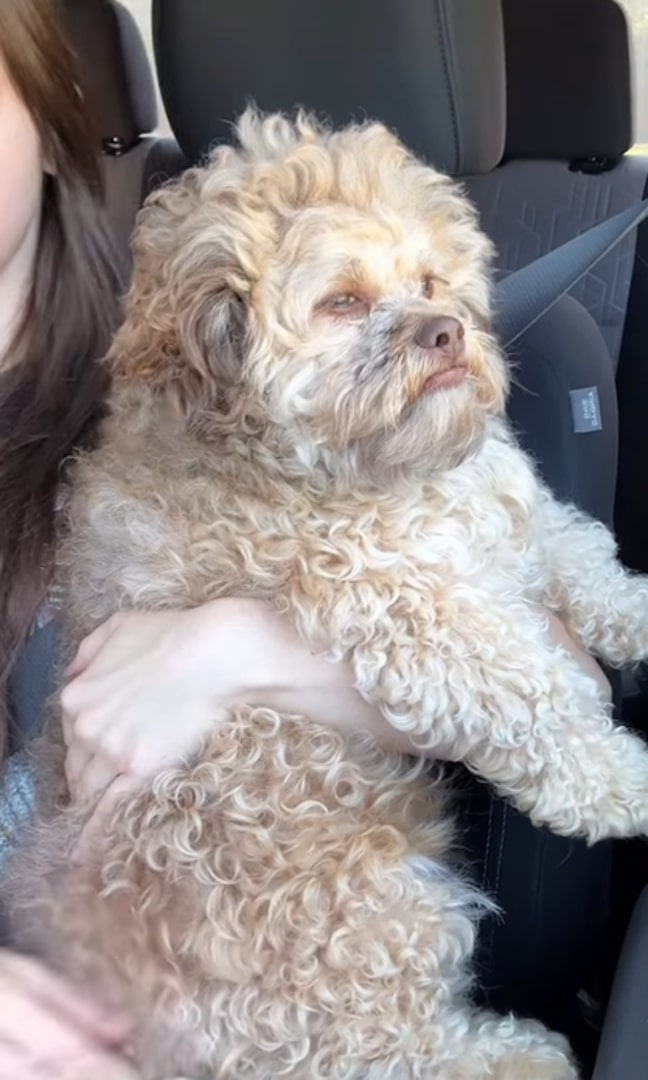 dog with weird face