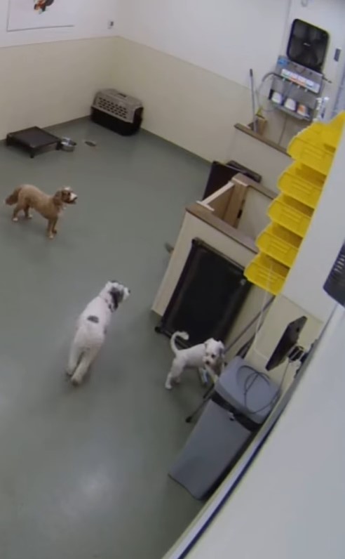 dogs in daycare